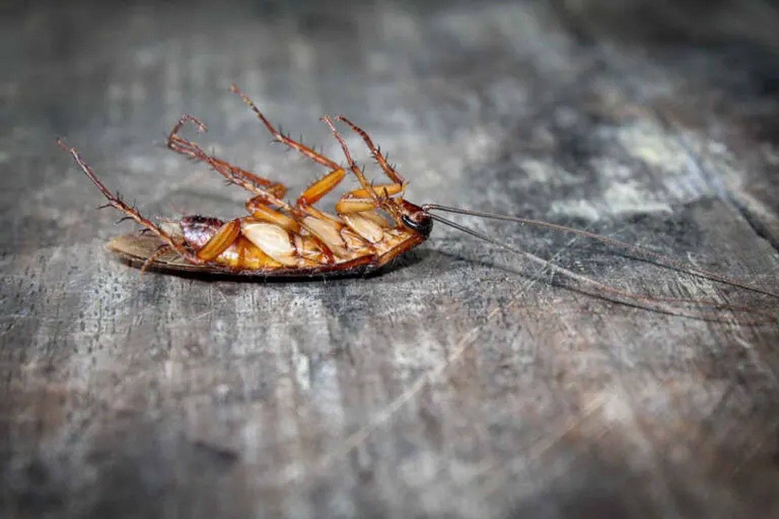 Mastering Cockroach Control Key Points for Effective Pest Management